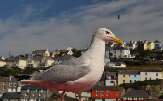 Big seagulls in Mevagissey!