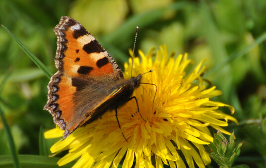 Butterfly beside the lane