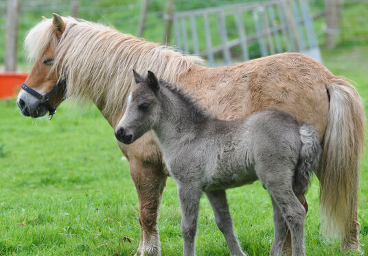 Foal near Millendreath