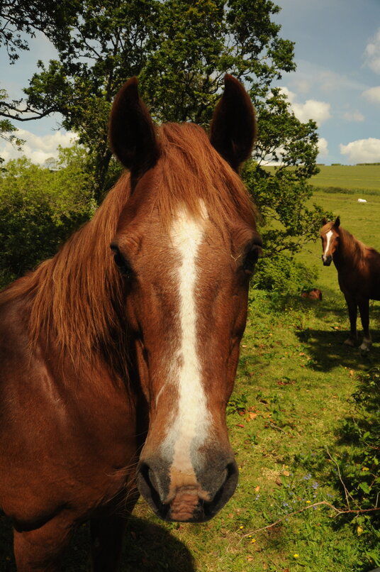 Horses near Millendreath