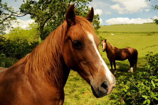 Horses near Millendreath