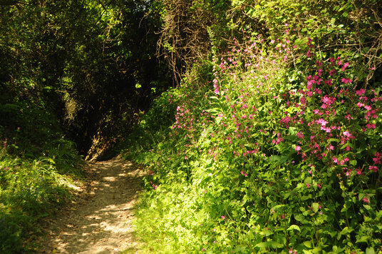 Path to Millendreath