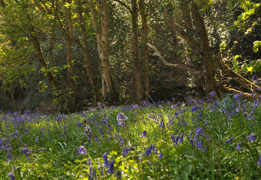 Bluebells in Millook woods