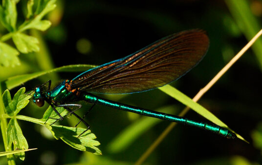 Damselfly in the Millook valley