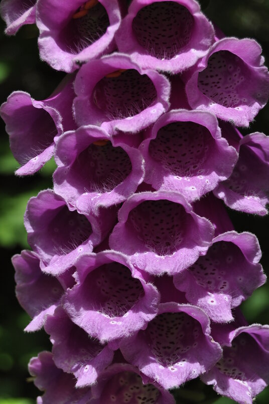 Foxgloves by the track through Millook valley