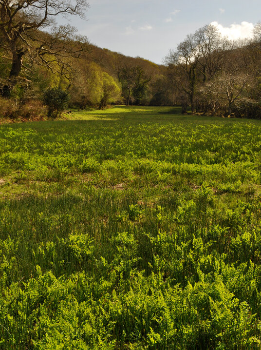 Meadow near the river