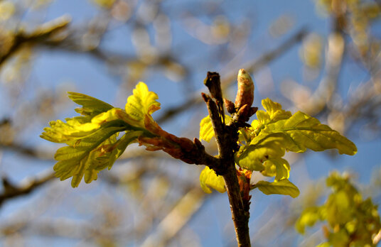 Sprouting oak leaves