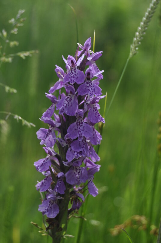 Orchid on the path through Millook valley