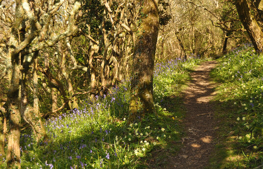 Path through Millook woods