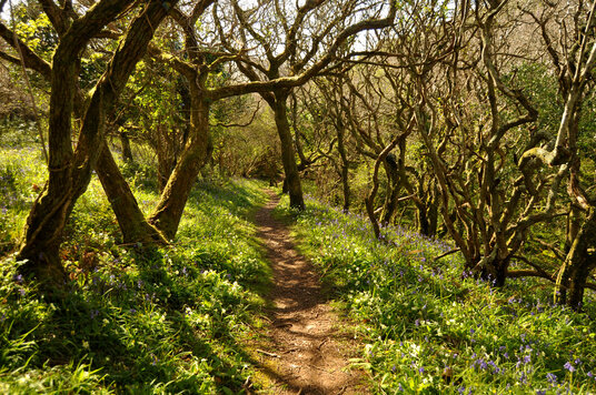 Path through Millook woods