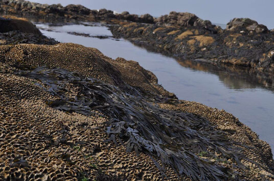 Honeycomb worm reefs on Millook Haven