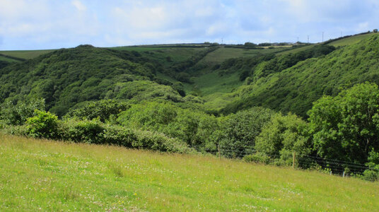 Woods in Millook Valley