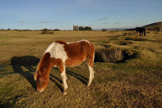 Horses near the car park