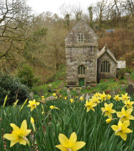 Daffodils in March