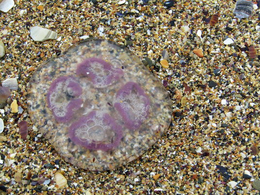 Moon Jellyfish at Holywell Bay