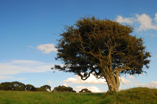 Tree on the moor, on the remains of Carwether village
