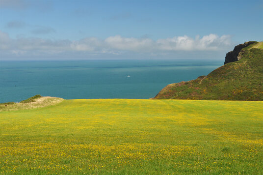 Buttercups on the cliffs at Morwenstow