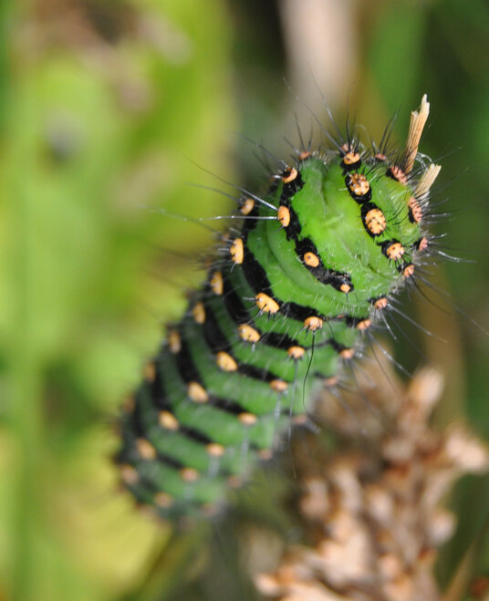 Caterpillar in the fields near Stanbury Mouth
