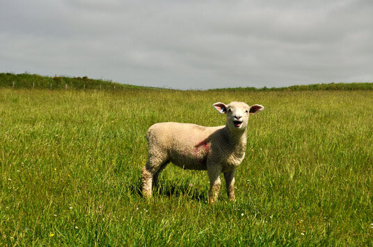 Lamb on Vicarage Cliff