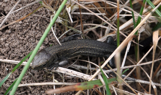 Lizard beside the coast path