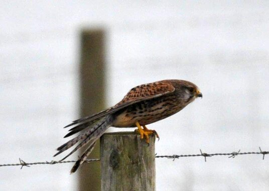 Kestrel next to the coast path