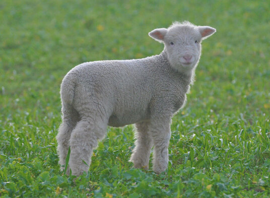 Lambs in the fields next to the coast path