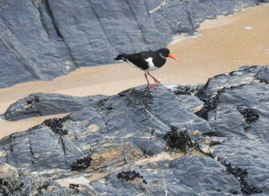 Oystercatcher at Mother Ivey's Bay