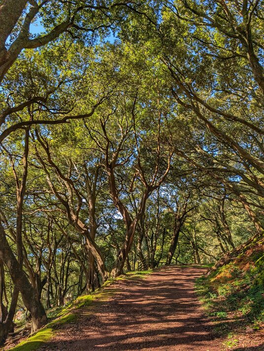 Woodland path at Mount Edgcumbe