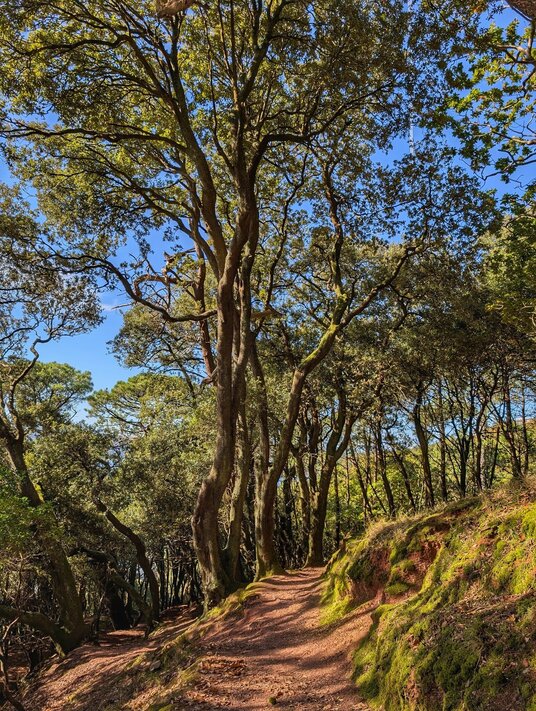 Woodland path at Mount Edgcumbe