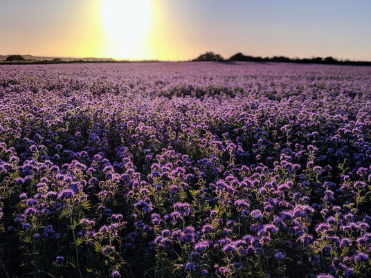 Phacelia flowers at Mount