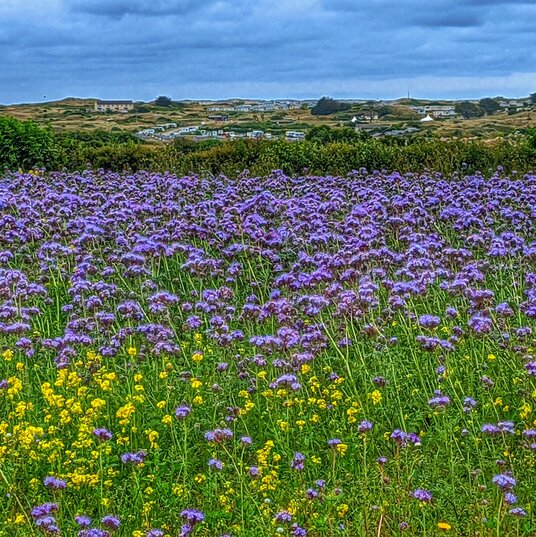 Phacelia flowers at Mount