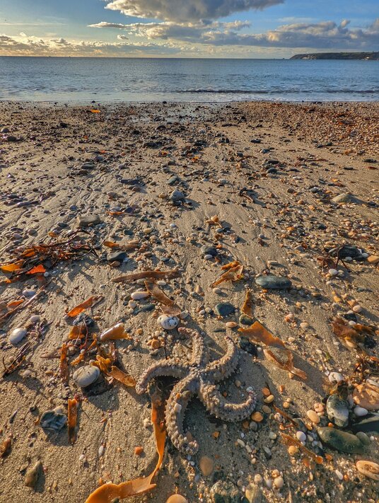Starfish at Mount's Bay