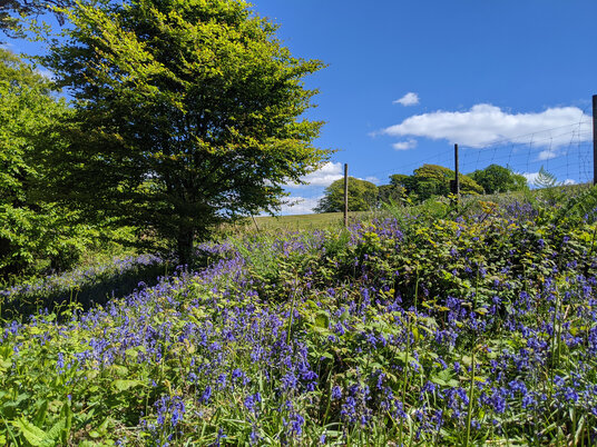 Bluebells at Mount Edgcumbe
