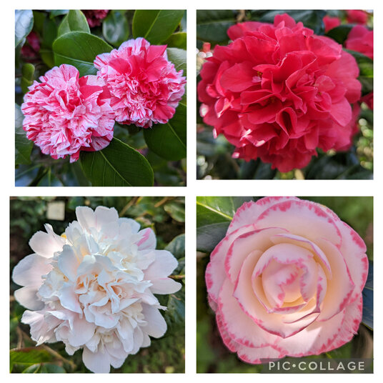 Camellias