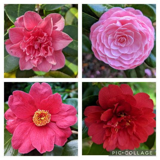Camellias