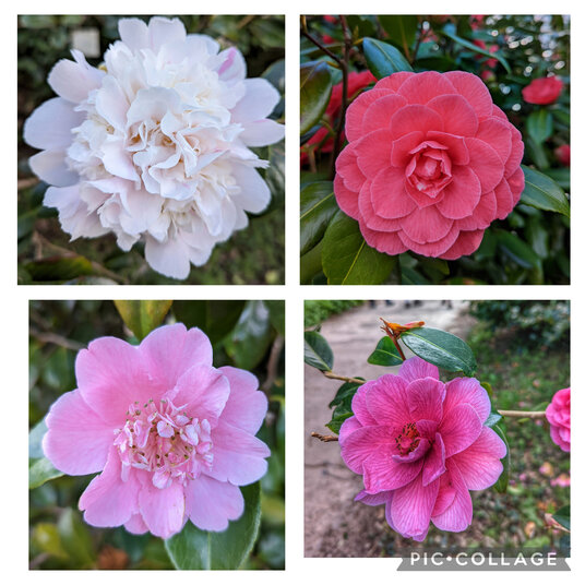 Camellias