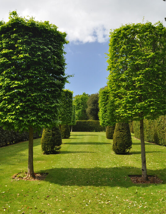 Gardens at Mount Edgcumbe