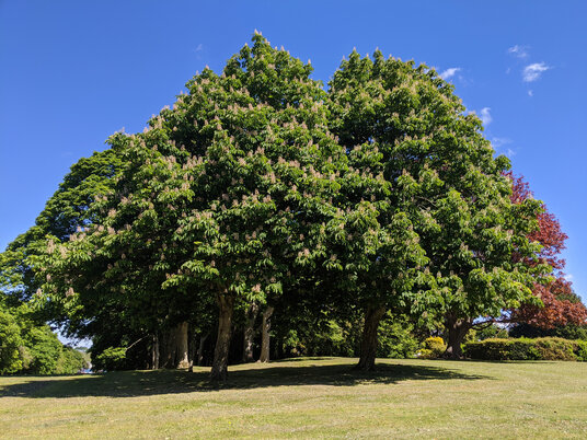 Horse Chestnut at Mount Edgcumbe