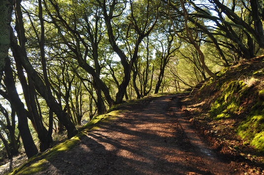 Woodland on the Mount Edgcumbe estate