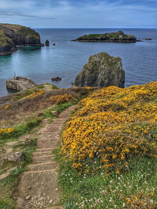 Coast path to Mullion Cove