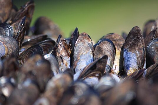 Mussels at Trebarwith Strand