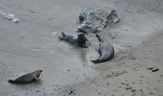 Seals near St Ives