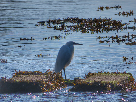 Little Egret
