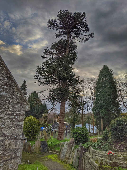 Tree in Mylor Churchyard