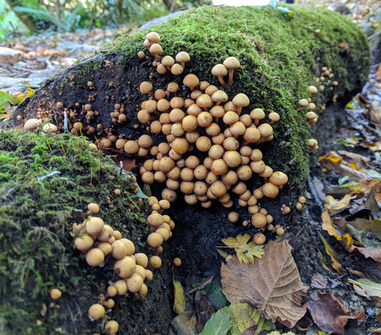 Mushrooms in the woods