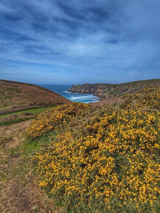 Gorse on the path near Nanjizal