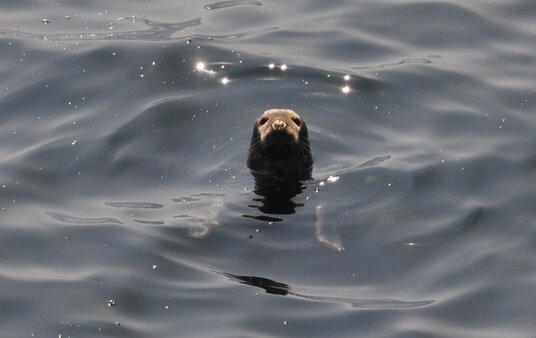 Seal near Lands End