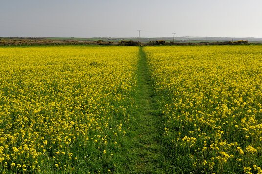 Rape flowers at Nanquidno