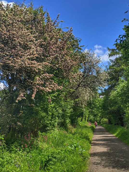 Camel Trail near Nanstallon