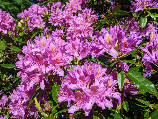 Rhododendron flowers at Nanstallon